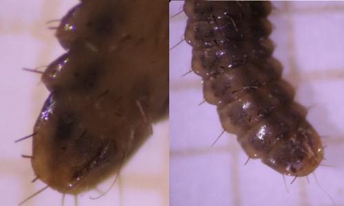 Réf. 317 509 : Eupachygaster tarsalis